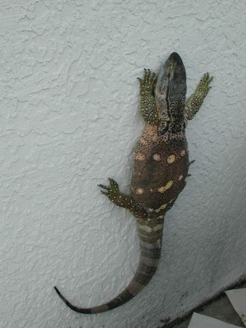 Lexx climbing the wall